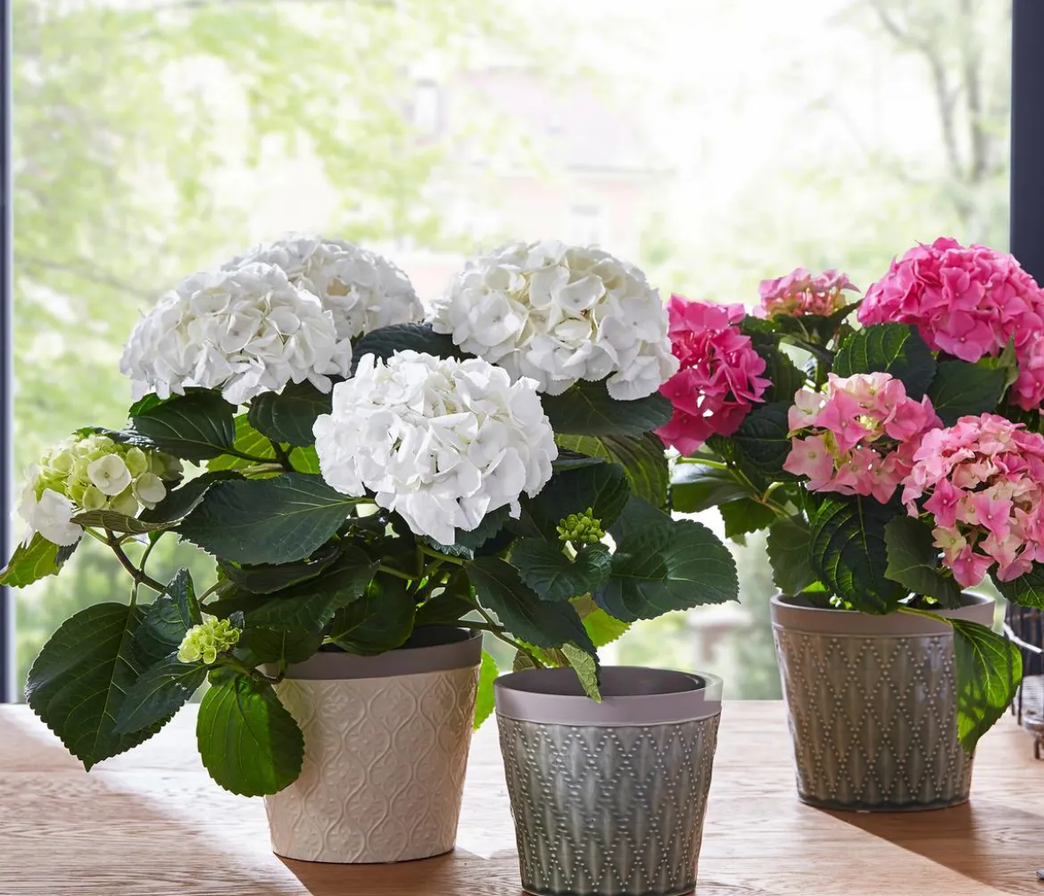 Hortensie - Hydrangea macrophylla