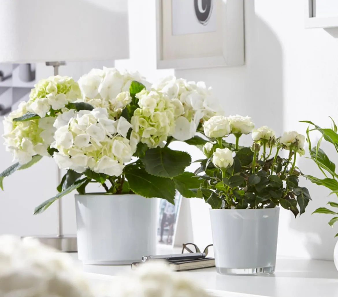Hortensie - Hydrangea macrophylla