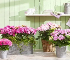 Hortensie - Hydrangea macrophylla
