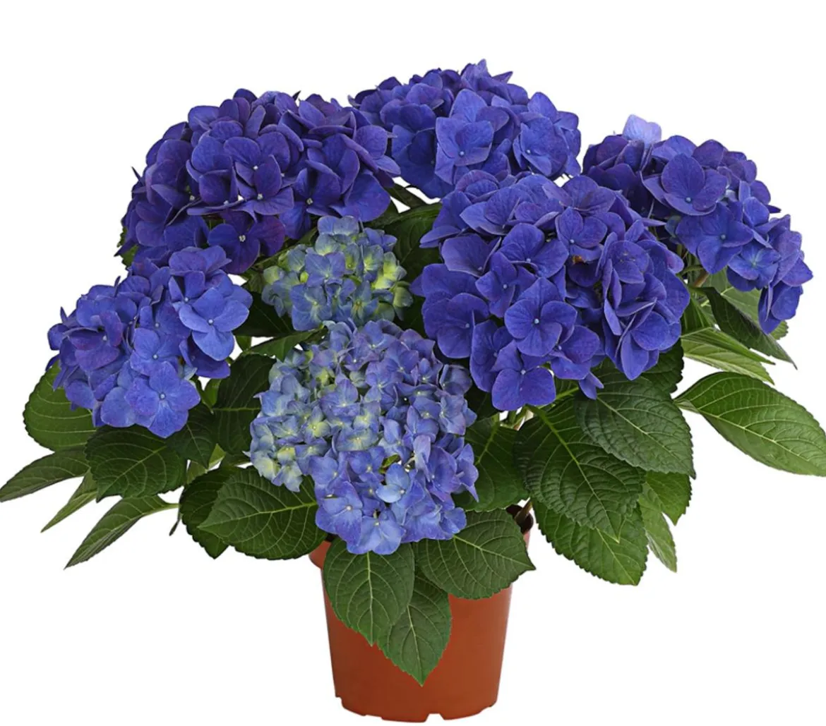 Hortensie - Hydrangea macrophylla