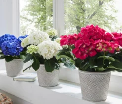 Hortensie - Hydrangea macrophylla