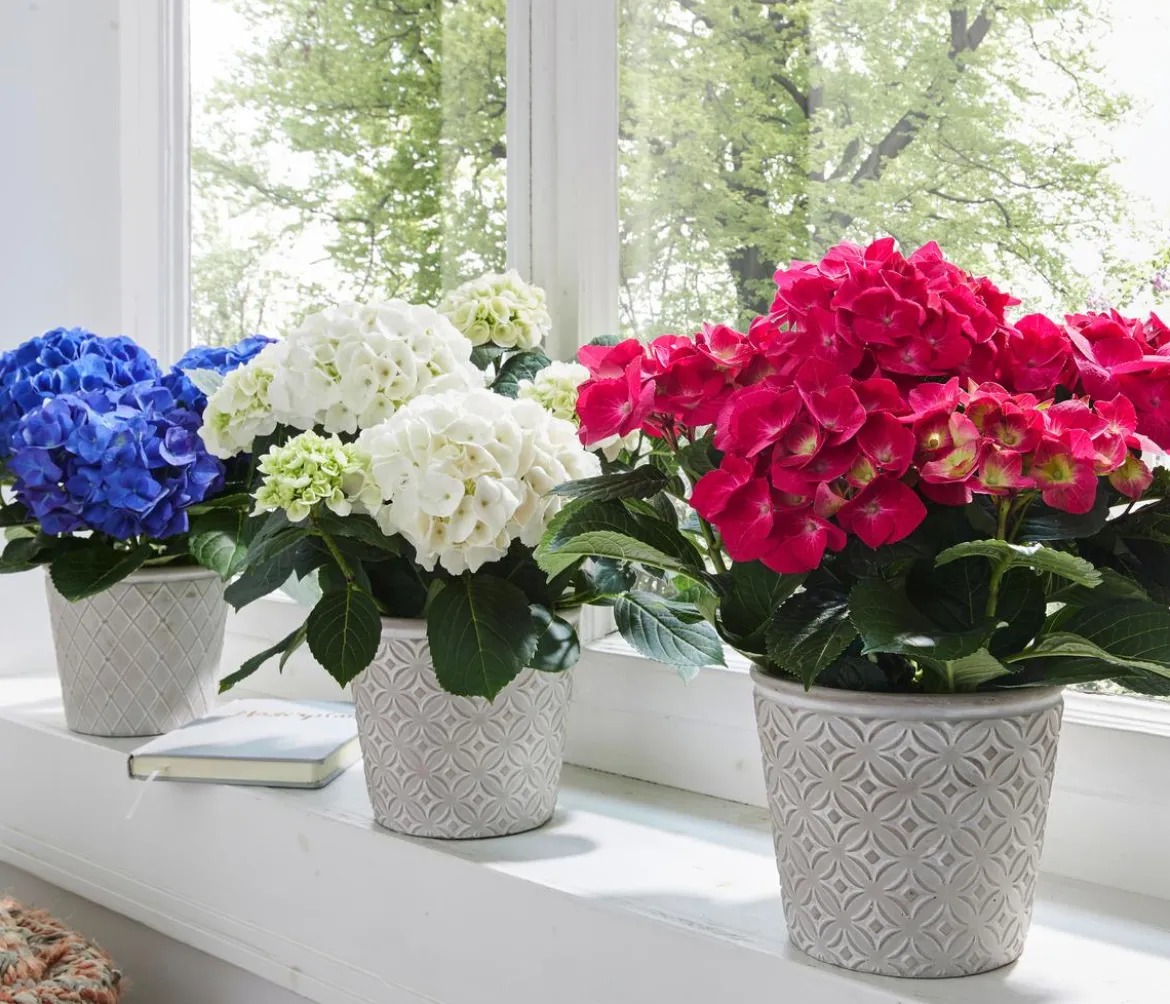 Hortensie - Hydrangea macrophylla