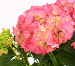 Hortensie - Hydrangea macrophylla