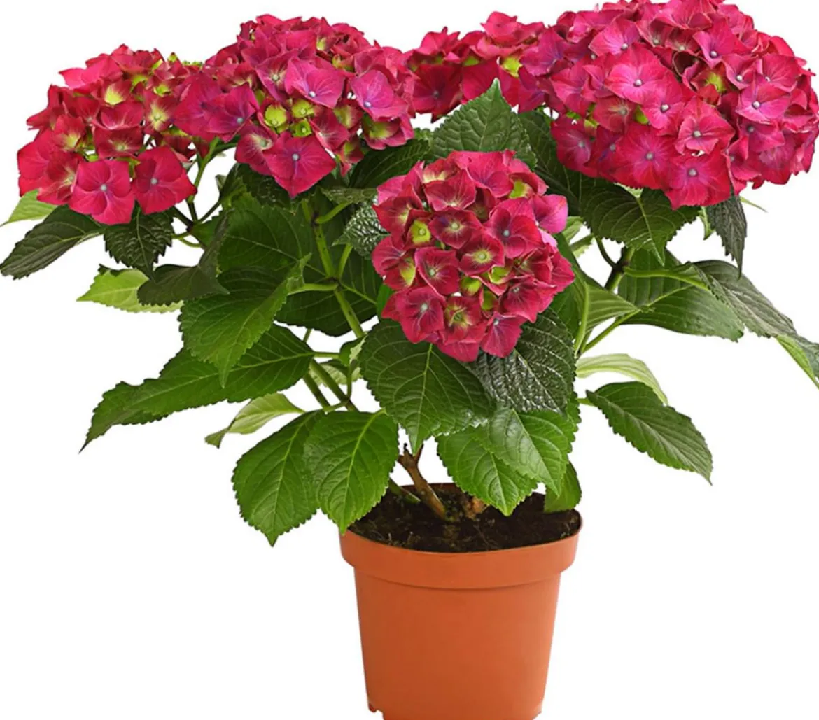 Hortensie - Hydrangea macrophylla