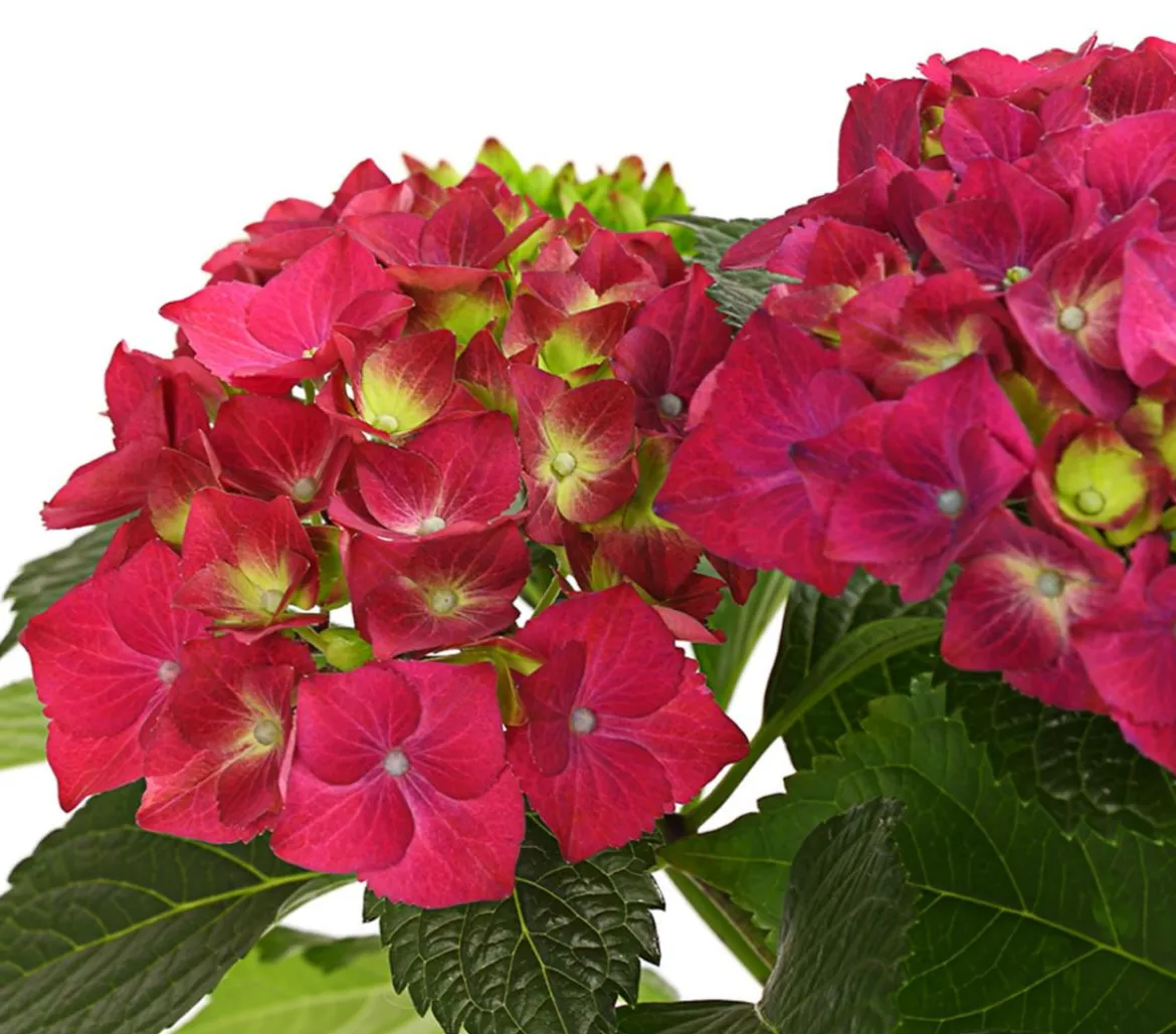 Hortensie - Hydrangea macrophylla