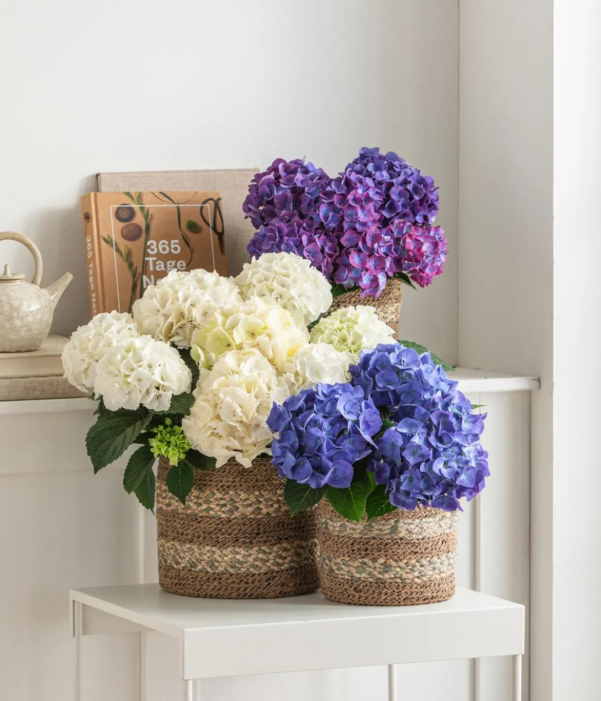 Hortensie - Hydrangea macrophylla