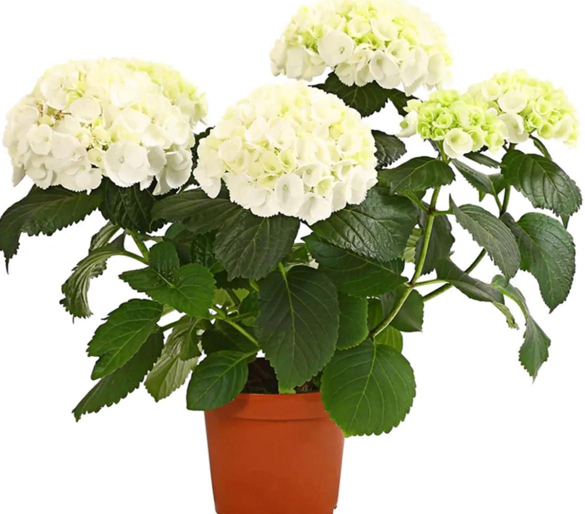 Hortensie - Hydrangea macrophylla