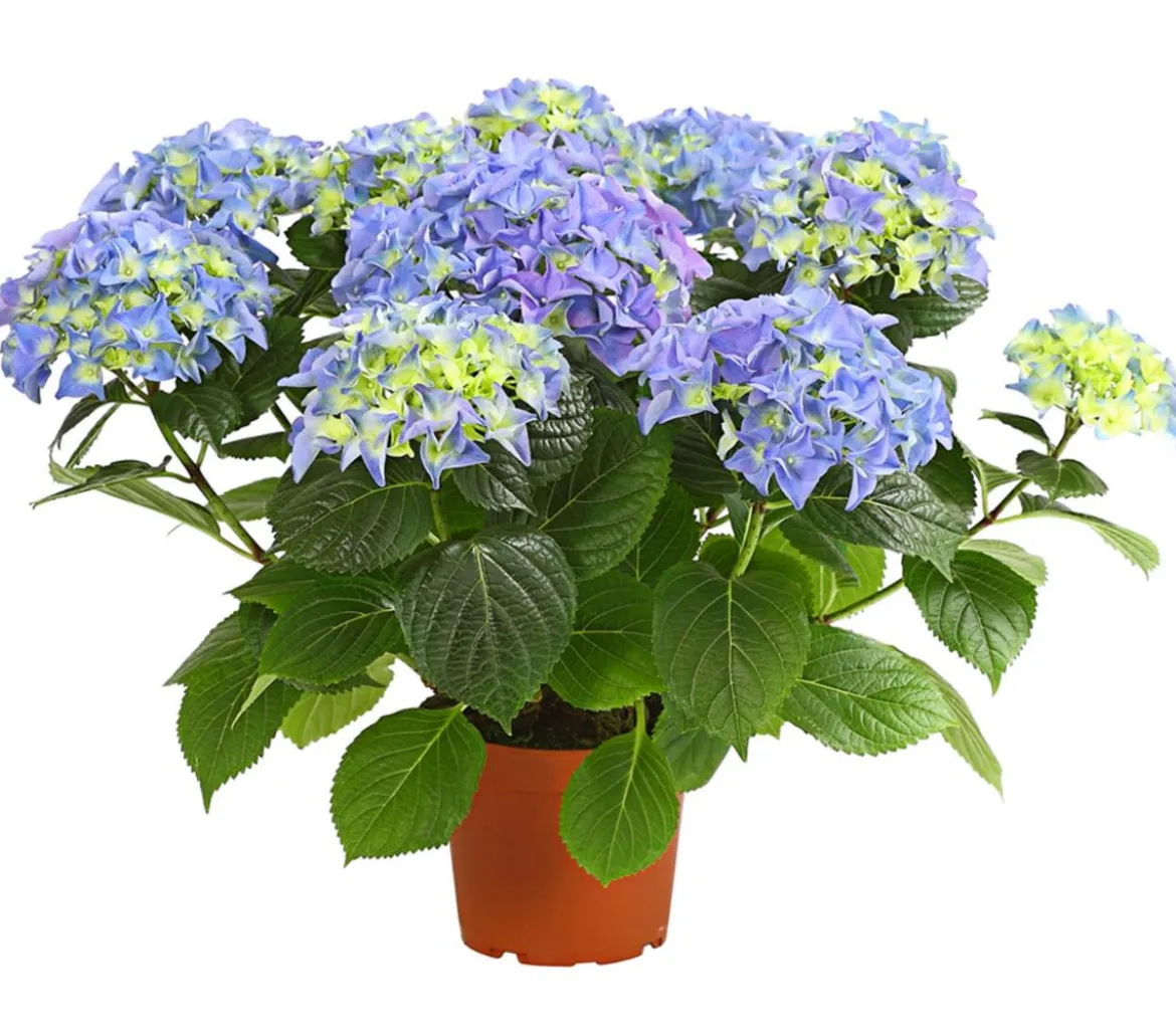 Hortensie - Hydrangea macrophylla