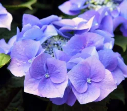 Hortensie - Hydrangea macrophylla