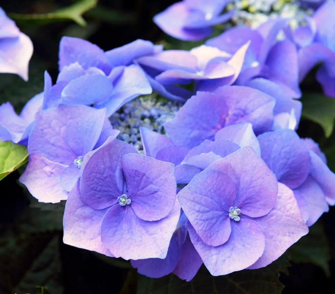 Hortensie - Hydrangea macrophylla