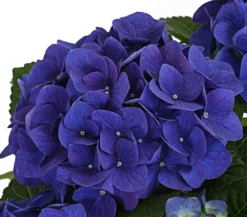 Hortensie - Hydrangea macrophylla