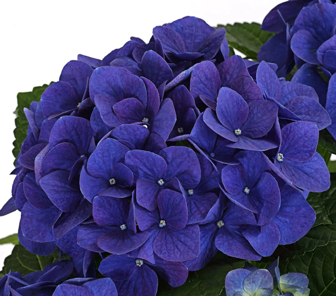 Hortensie - Hydrangea macrophylla