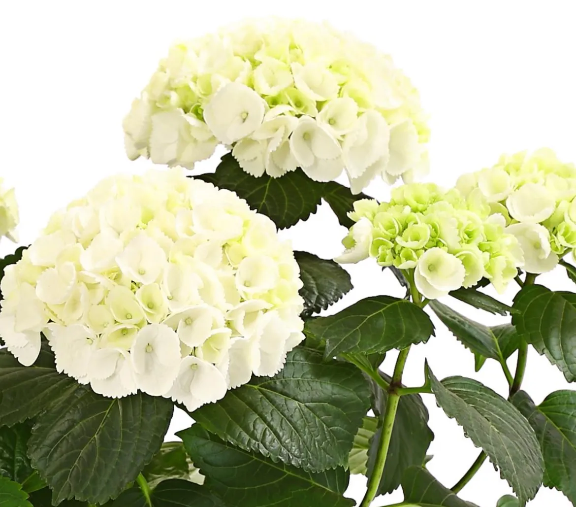 Hortensie - Hydrangea macrophylla