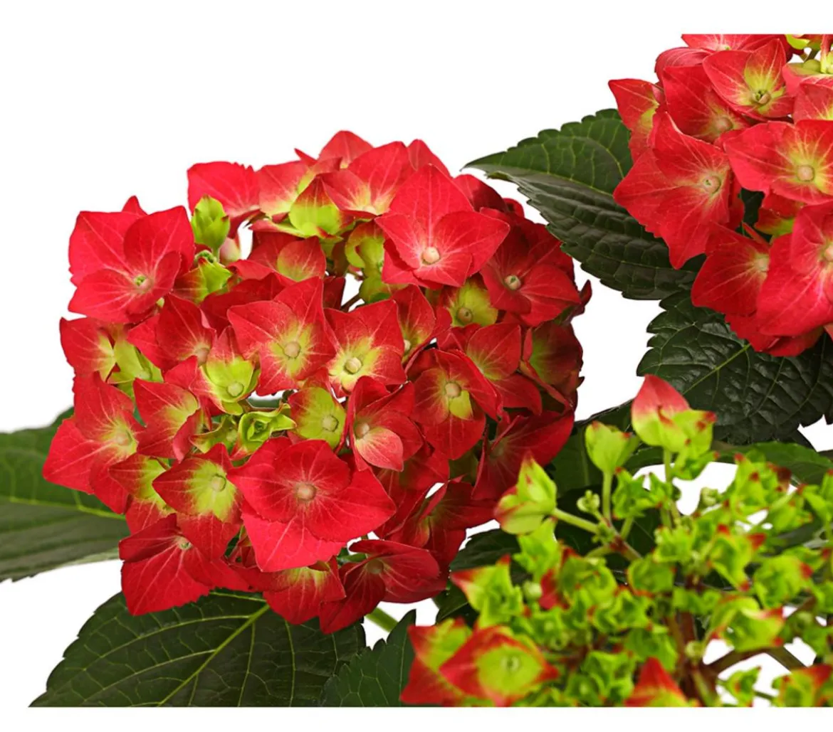 Hortensie - Hydrangea macrophylla