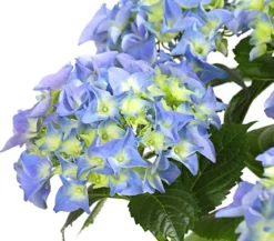 Hortensie - Hydrangea macrophylla