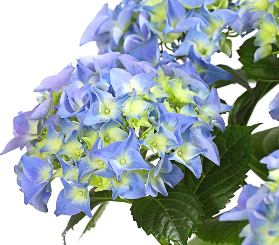 Hortensie - Hydrangea macrophylla