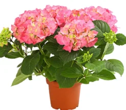 Hortensie - Hydrangea macrophylla