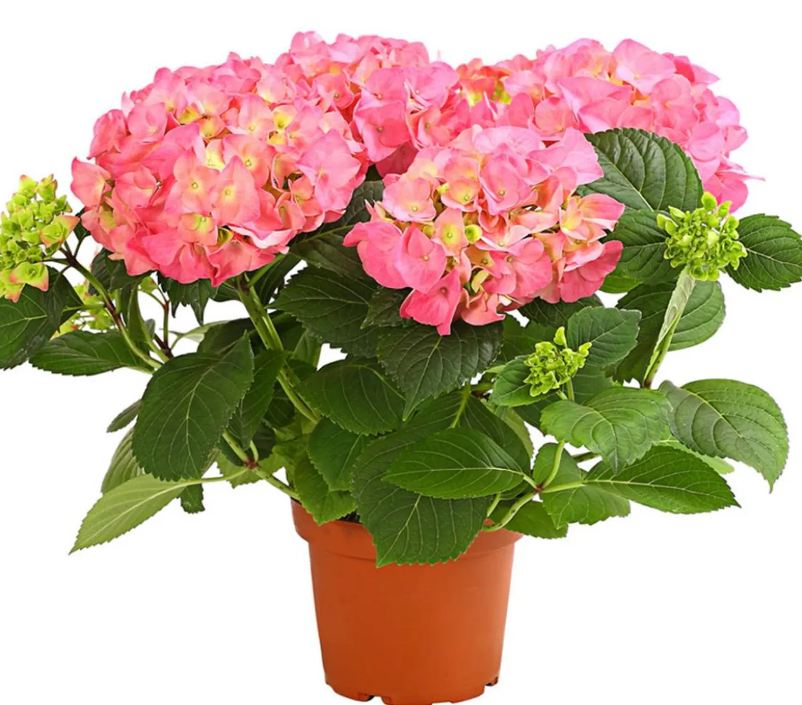 Hortensie - Hydrangea macrophylla
