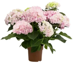 Hortensie - Hydrangea macrophylla 'Sonnenstein'
