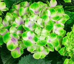 Hortensie 'Magical Amethyst'