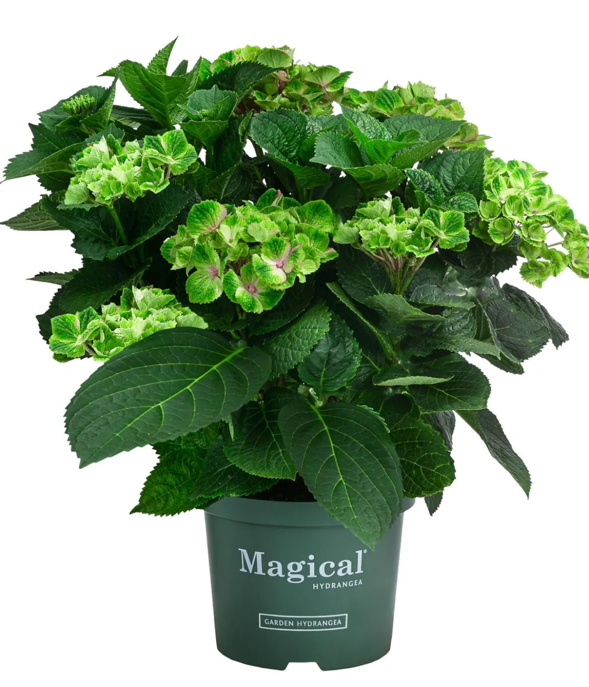 Hortensie 'Magical Amethyst'