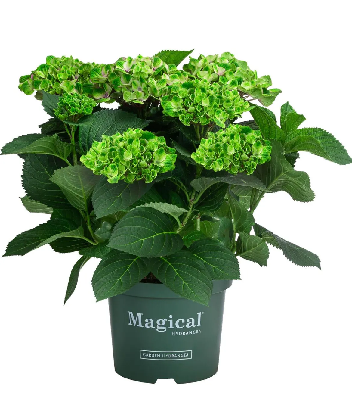 Hortensie 'Magical Amethyst'