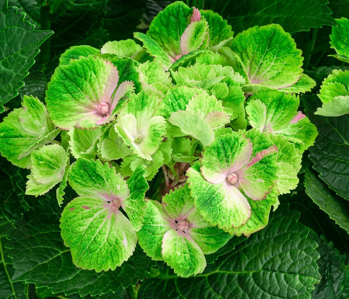 Hortensie 'Magical Amethyst'