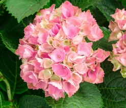 Hortensie 'Magical Evolution'