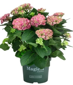 Hortensie 'Magical Evolution'