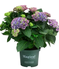 Hortensie 'Magical Evolution'