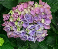 Hortensie 'Magical Evolution'