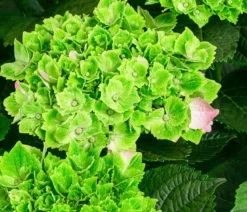 Hortensie 'Magical Jewel'