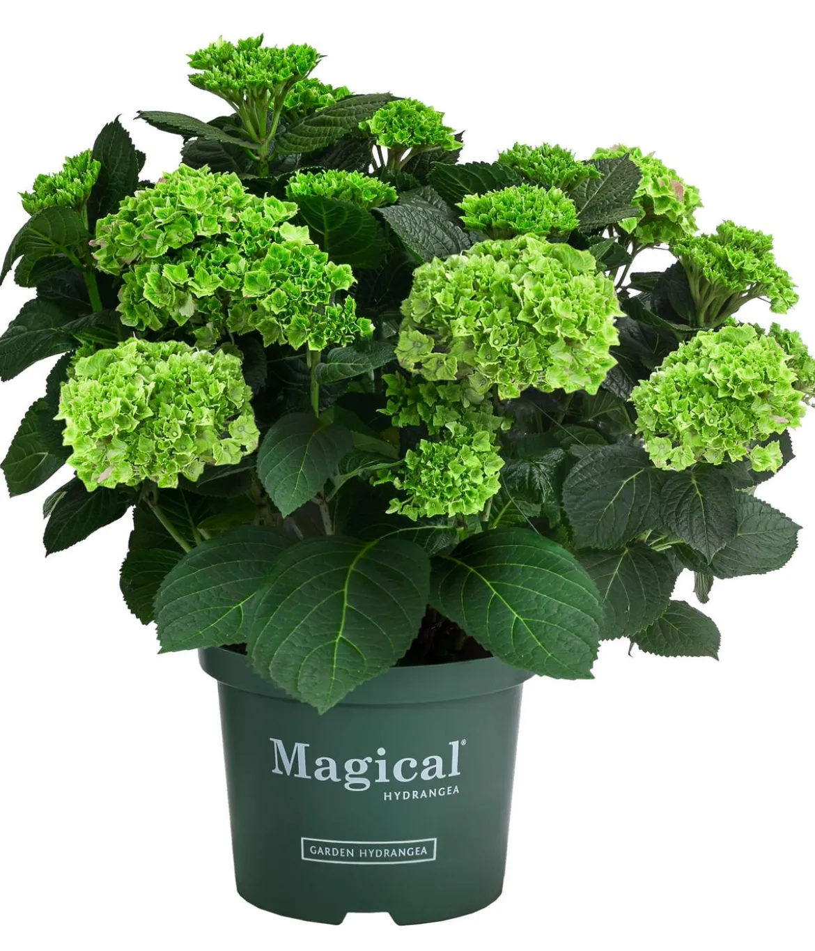 Hortensie 'Magical Jewel'