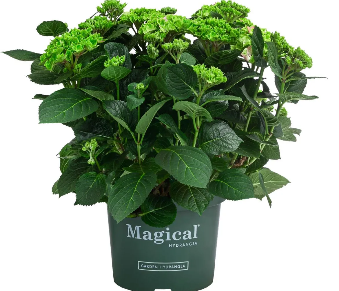 Hortensie 'Magical Jewel'