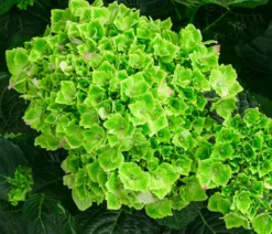 Hortensie 'Magical Jewel'