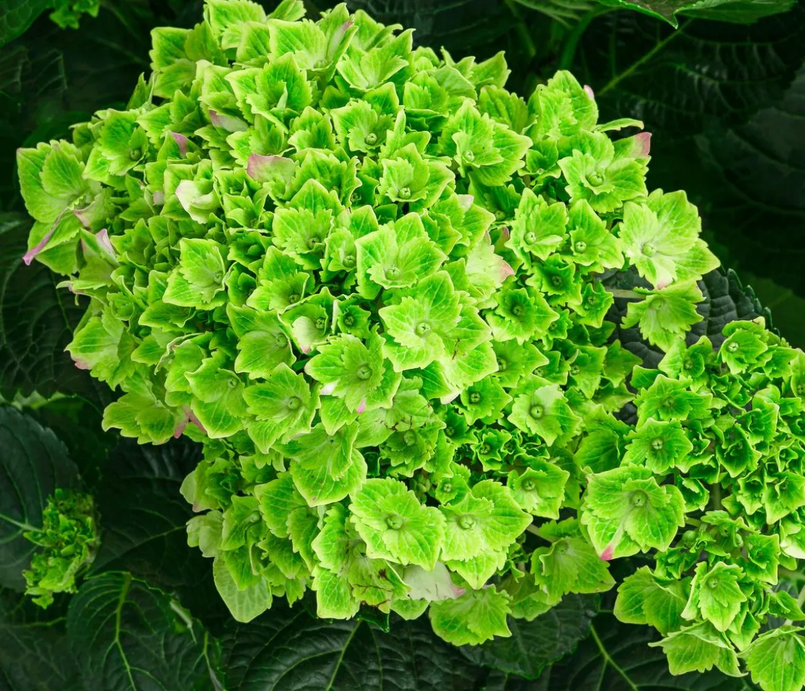 Hortensie 'Magical Jewel'
