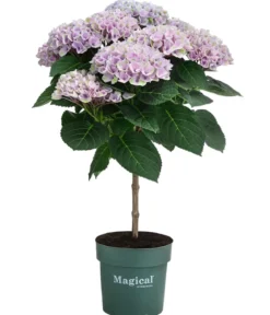 Hortensie 'Magical Revolution'