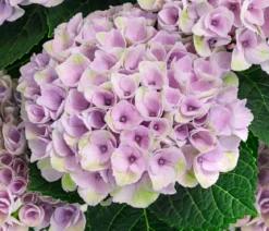 Hortensie 'Magical Revolution'