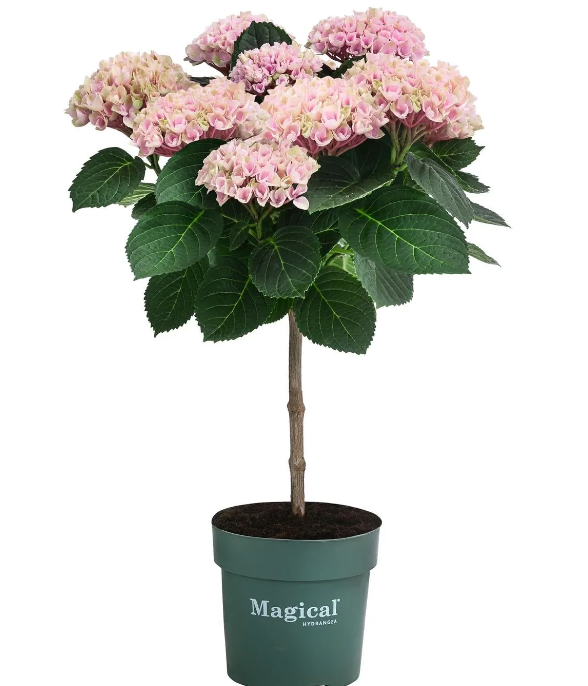 Hortensie 'Magical Revolution'