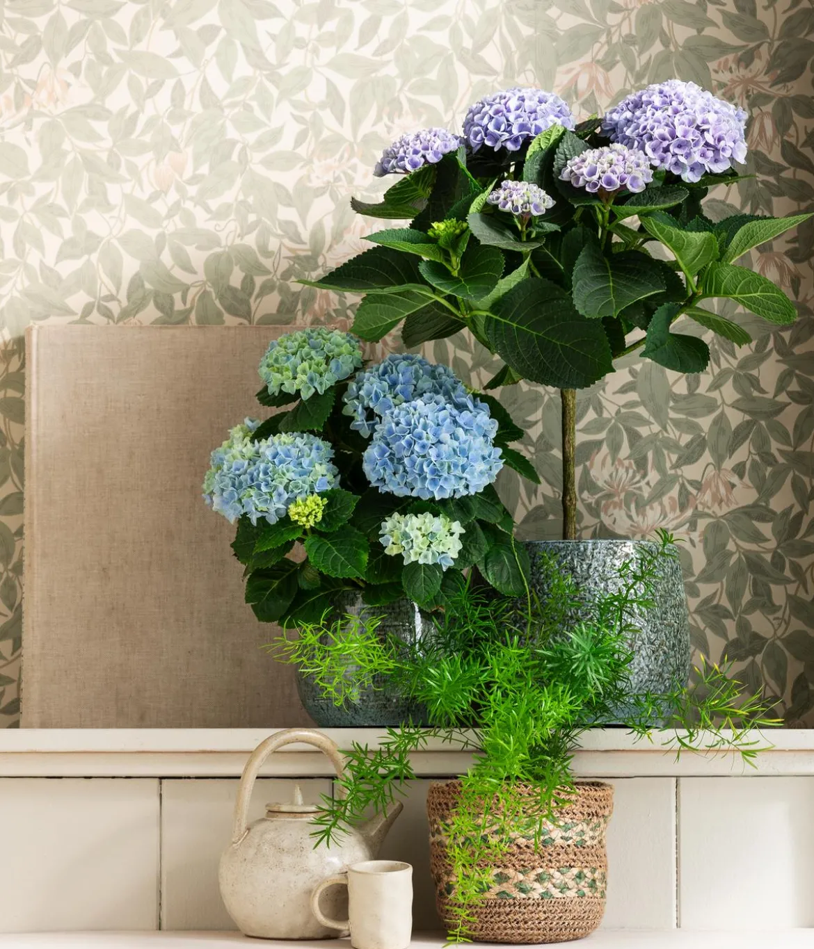 Hortensie 'Magical', verschiedene Farben
