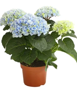 Hortensie 'Magical', verschiedene Farben