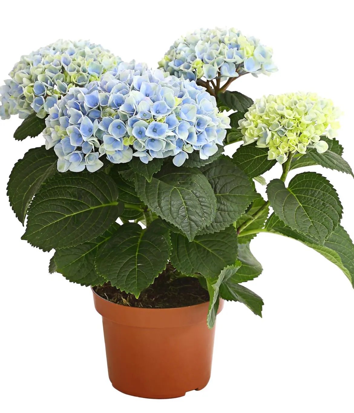 Hortensie 'Magical', verschiedene Farben