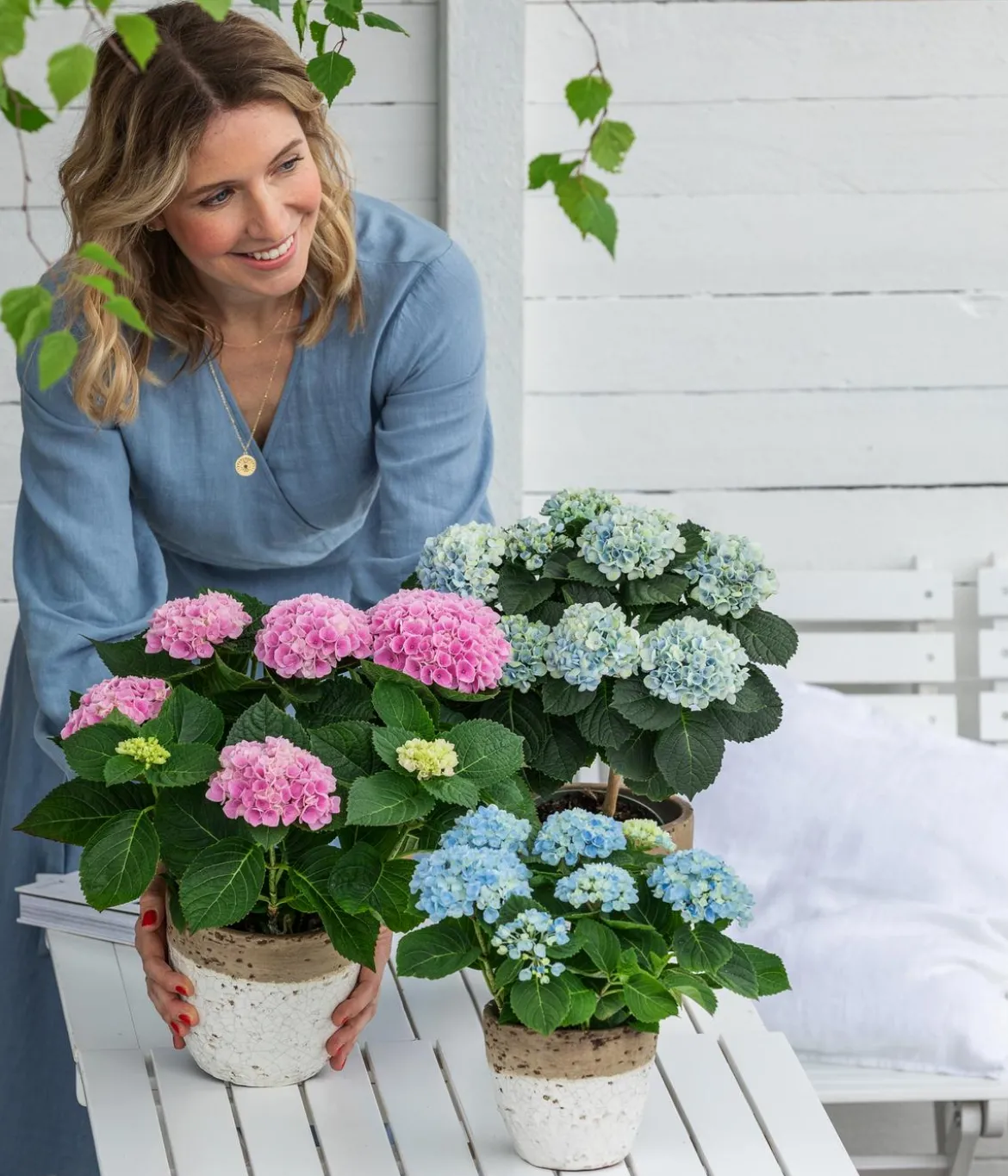 Hortensie 'Magical', verschiedene Farben