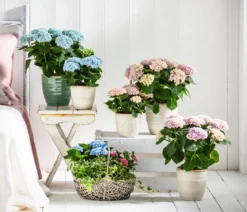 Hortensie 'Magical', verschiedene Farben