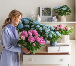 Hortensie 'Magical', verschiedene Farben