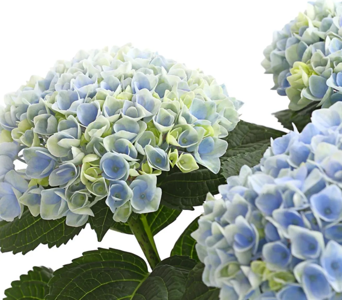 Hortensie 'Magical', verschiedene Farben