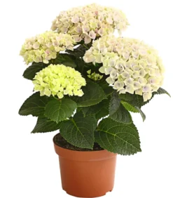 Hortensie 'Magical', verschiedene Farben
