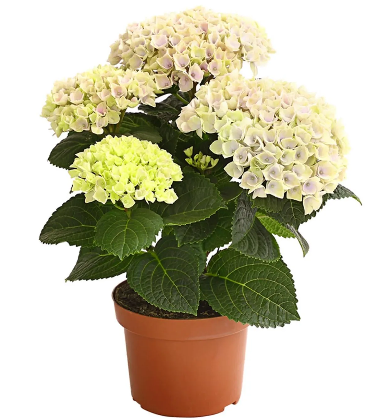 Hortensie 'Magical', verschiedene Farben