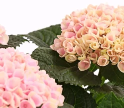 Hortensie 'Magical', verschiedene Farben