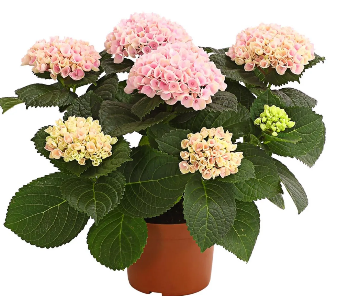 Hortensie 'Magical', verschiedene Farben
